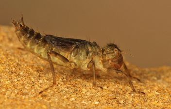 Libellula flavida, nymph